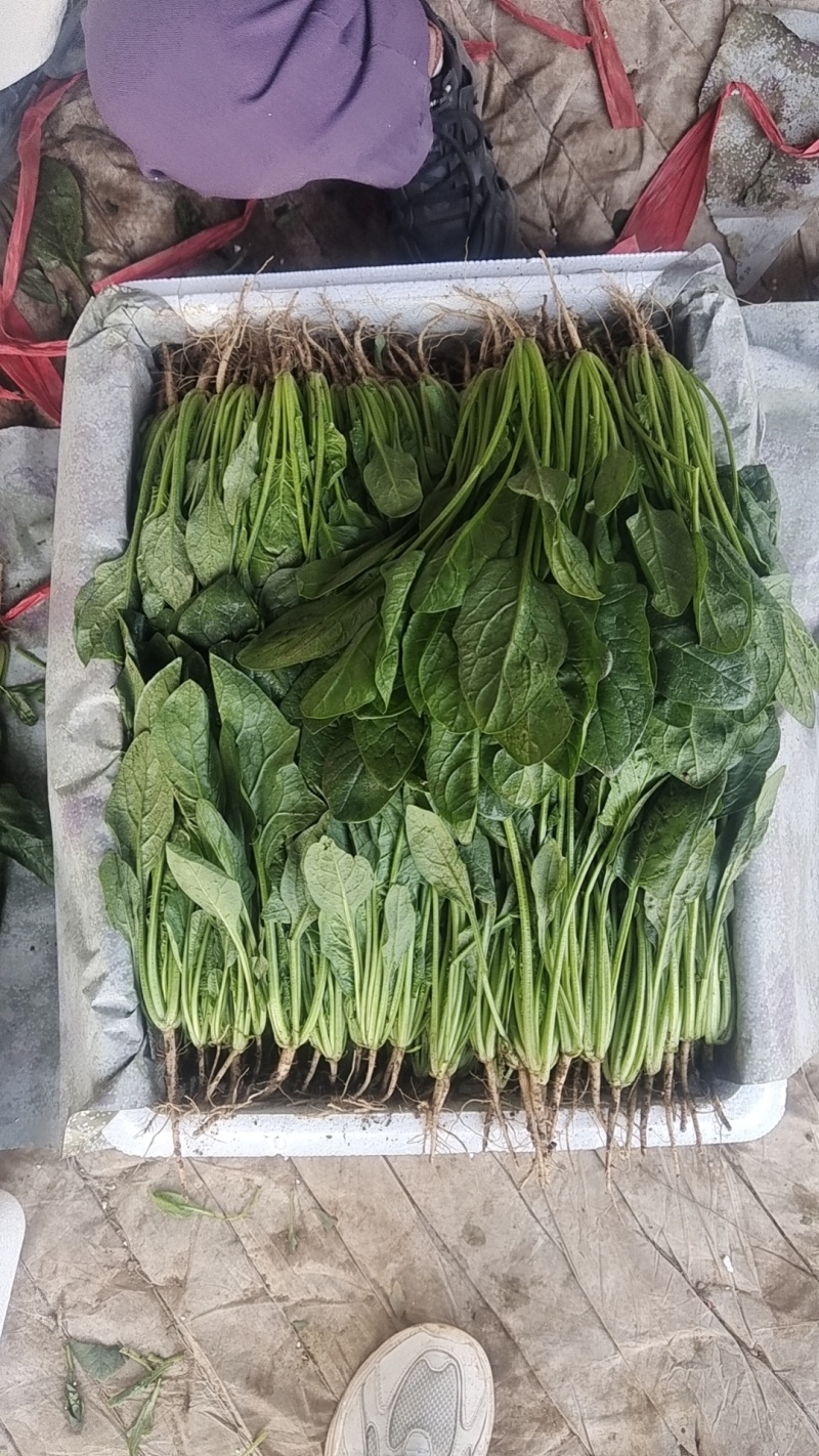 【精品】菠菜〔商超品质价格低廉〕走超市市场必选