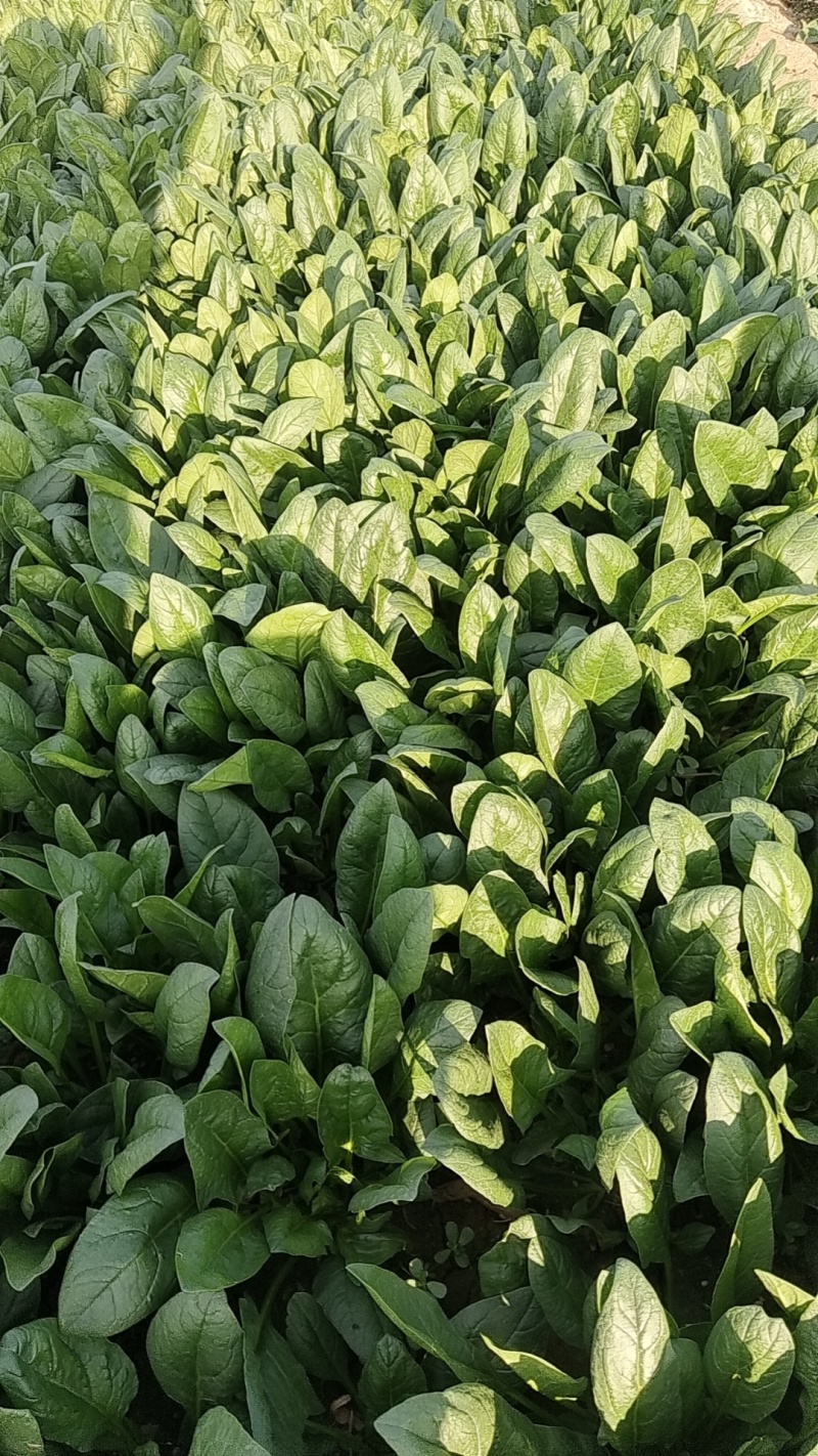 【精品】菠菜〔商超品质价格低廉〕走超市市场必选