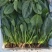 【精品】菠菜〔商超品质价格低廉〕走超市市场必选