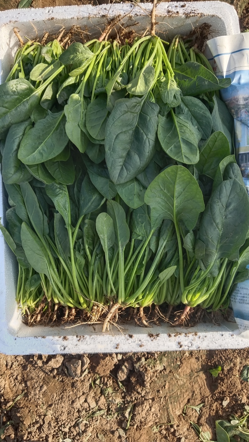 【精品】菠菜〔商超品质价格低廉〕走超市市场必选