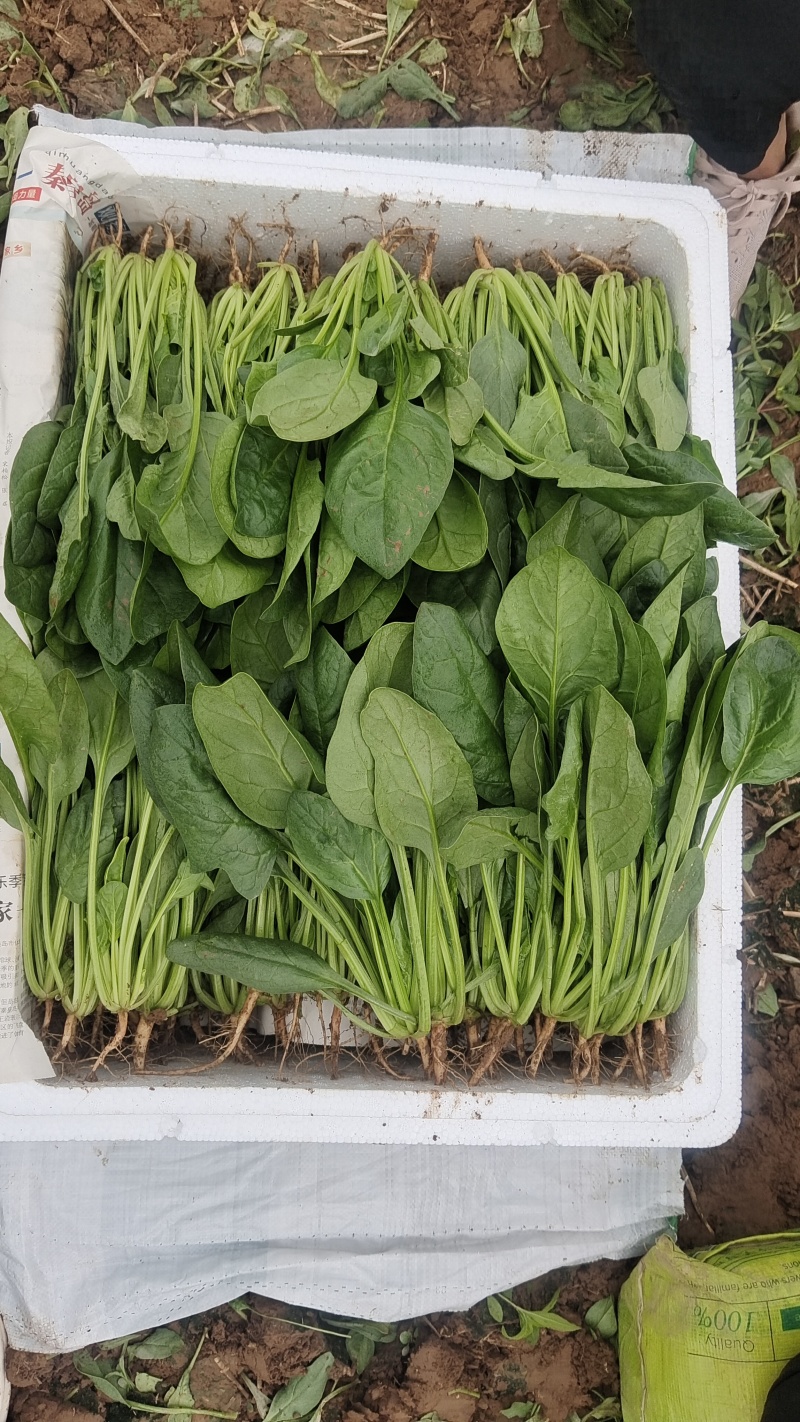 【精品】菠菜〔商超品质价格低廉〕走超市市场必选