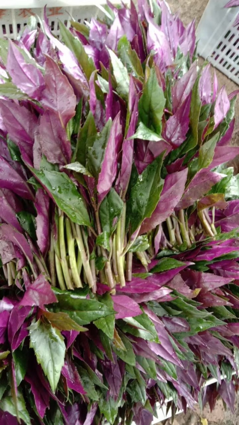 紫贝菜