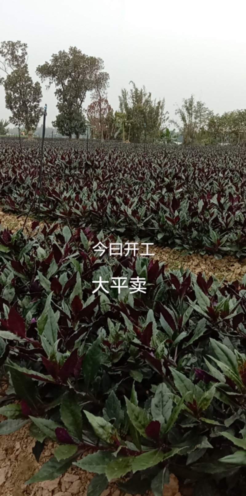 紫贝菜