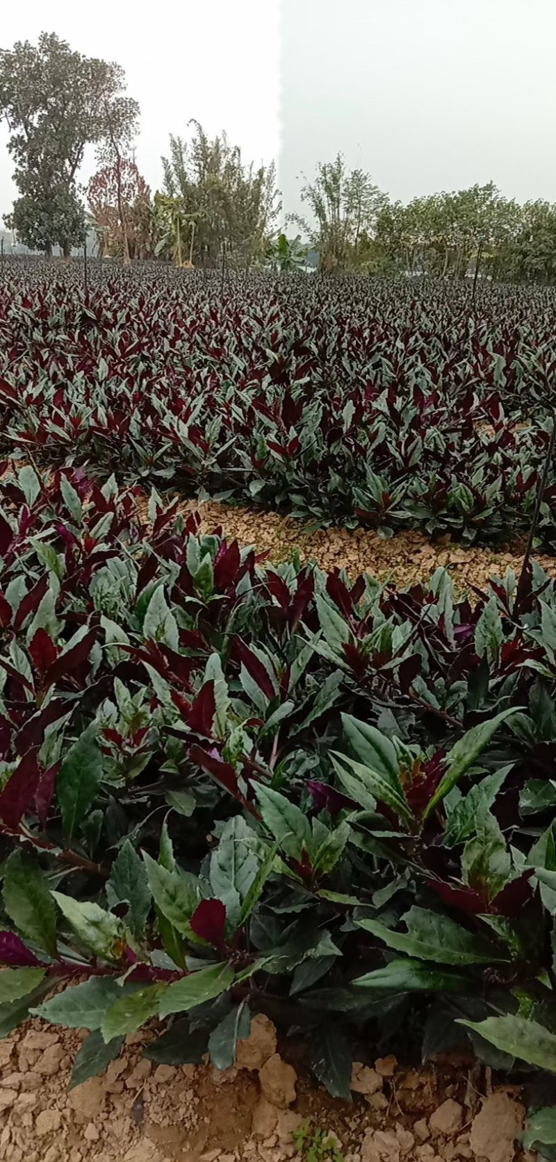 紫贝菜