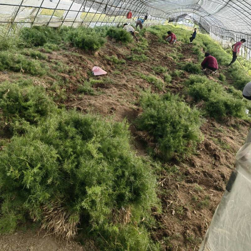 8个薯以上的大苗，基地一手货源，支持基地看货实地考察