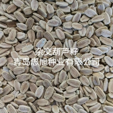 杂交葫芦籽嫁接西瓜专用砧木种子抗病能力强口感好大棚陆地种