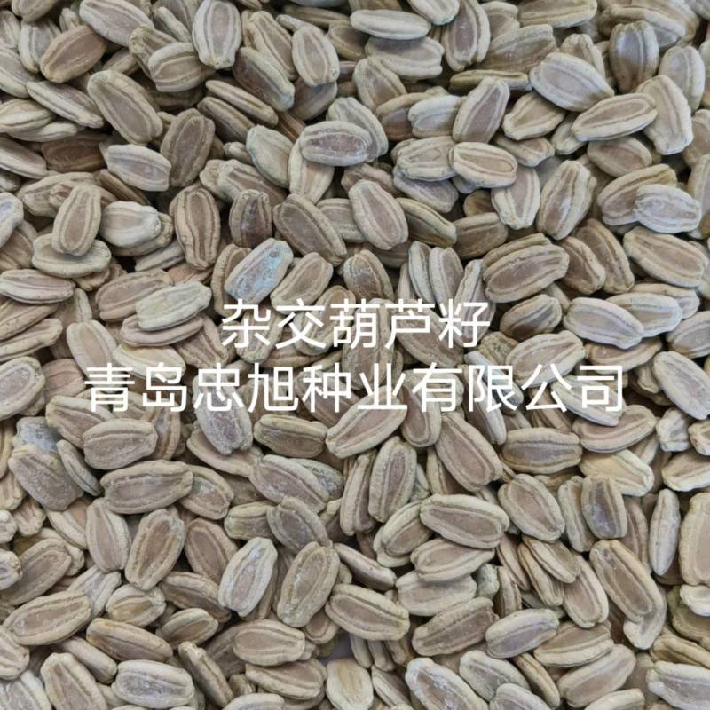 杂交葫芦籽嫁接西瓜专用砧木种子抗病能力强口感好大棚陆地种