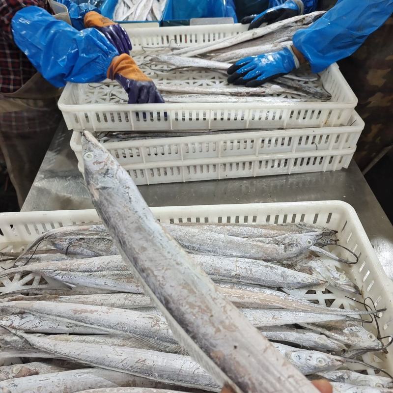 威海单冻带鱼大量有货质量无忧对接各级市场欢迎致电