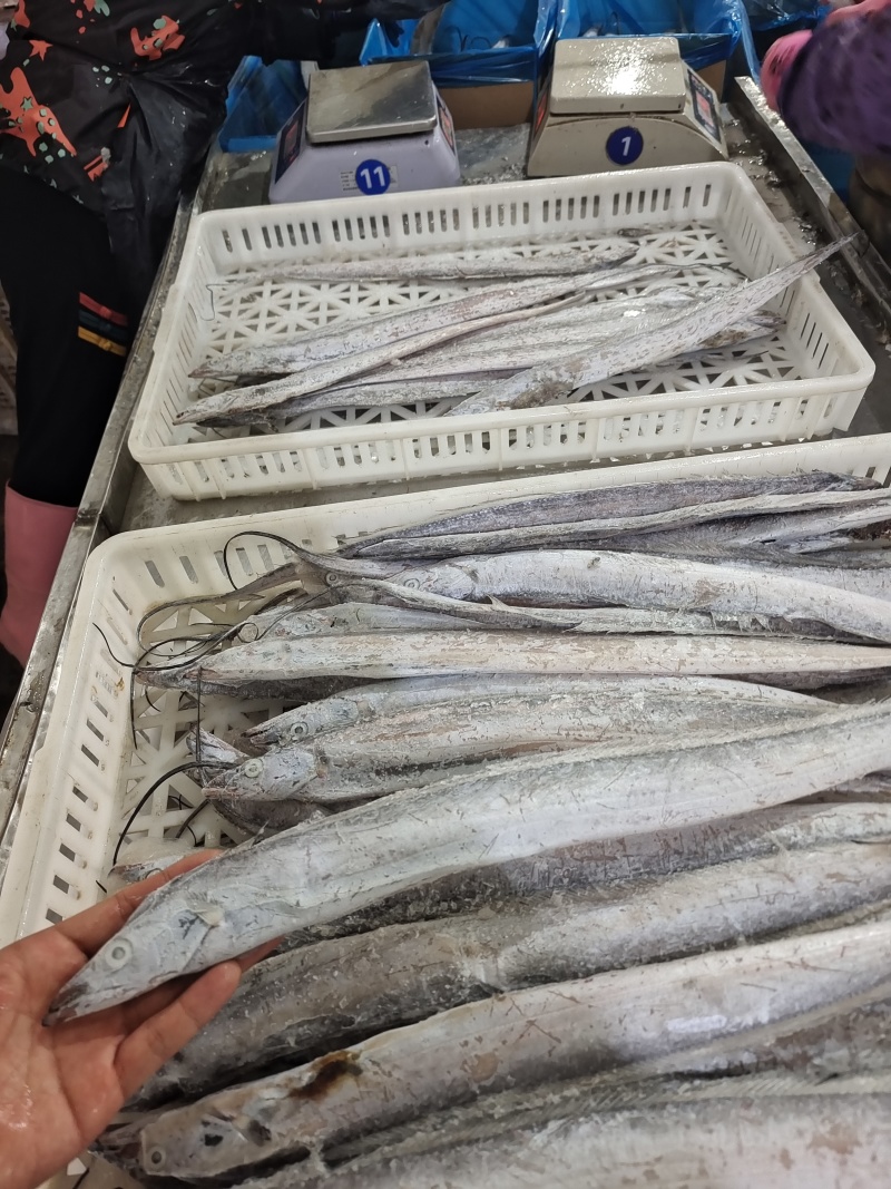 威海单冻带鱼大量有货质量无忧对接各级市场欢迎致电