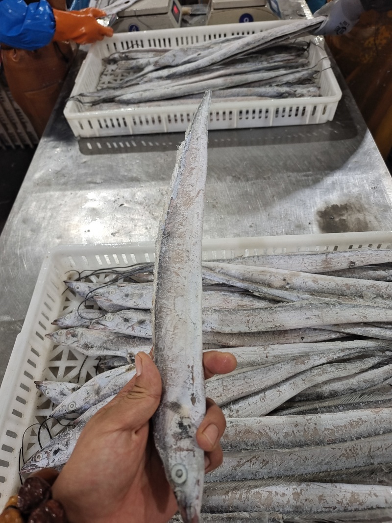 威海单冻带鱼大量有货质量无忧对接各级市场欢迎致电