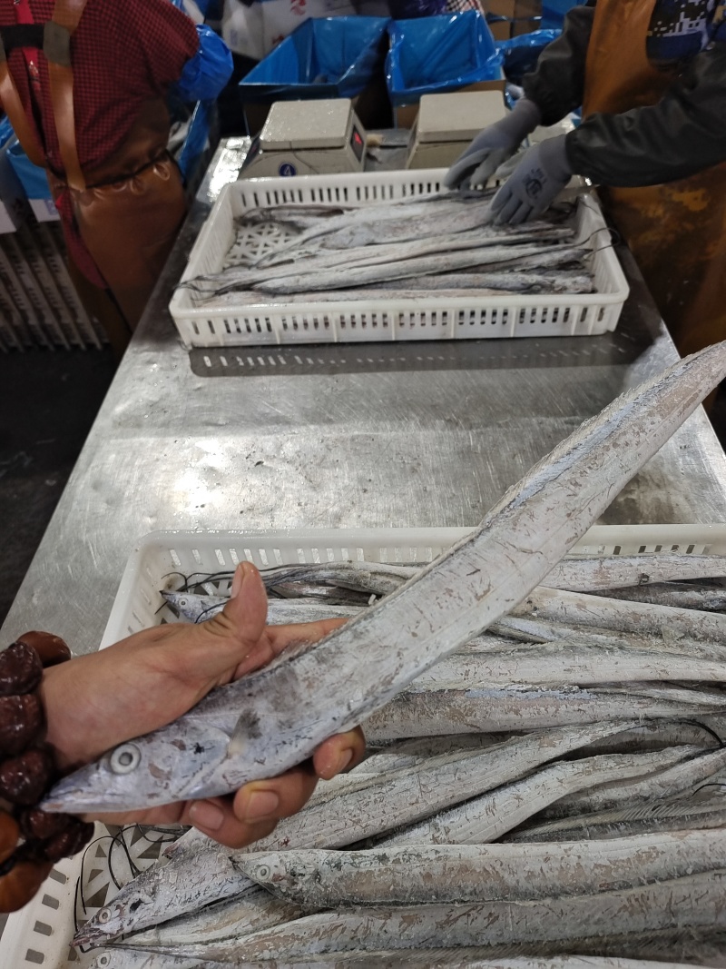 威海单冻带鱼大量有货质量无忧对接各级市场欢迎致电