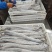 威海单冻带鱼大量有货质量无忧对接各级市场欢迎致电