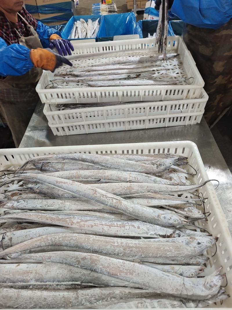 威海单冻带鱼大量有货质量无忧对接各级市场欢迎致电