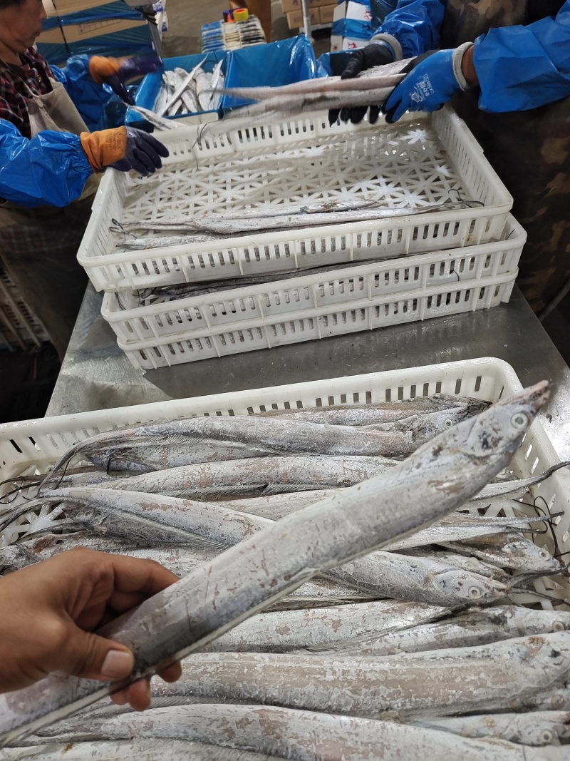 威海单冻带鱼大量有货质量无忧对接各级市场欢迎致电