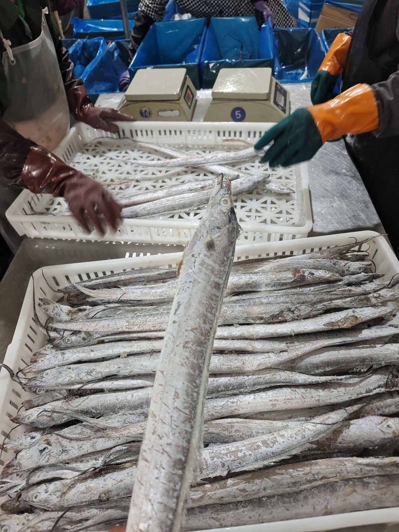 威海单冻带鱼大量有货质量无忧对接各级市场欢迎致电