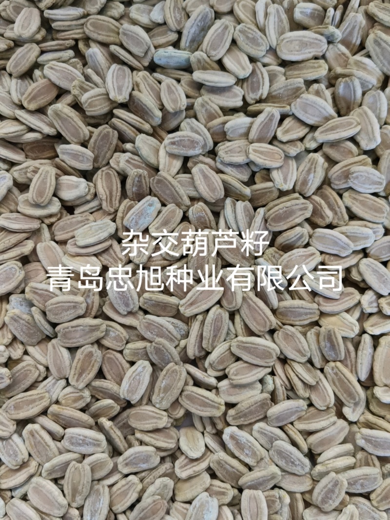 杂交葫芦籽嫁接西瓜专用砧木种子抗病能力强口感好大棚陆地种