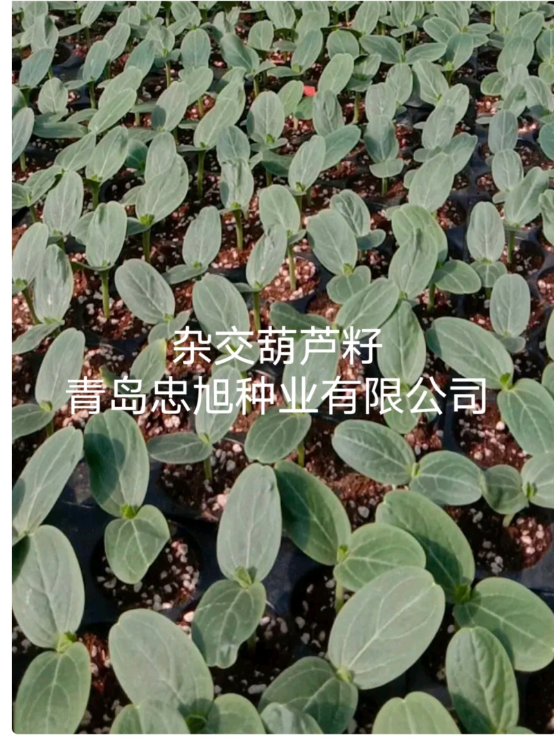 杂交葫芦籽嫁接西瓜专用砧木种子抗病能力强口感好大棚陆地种