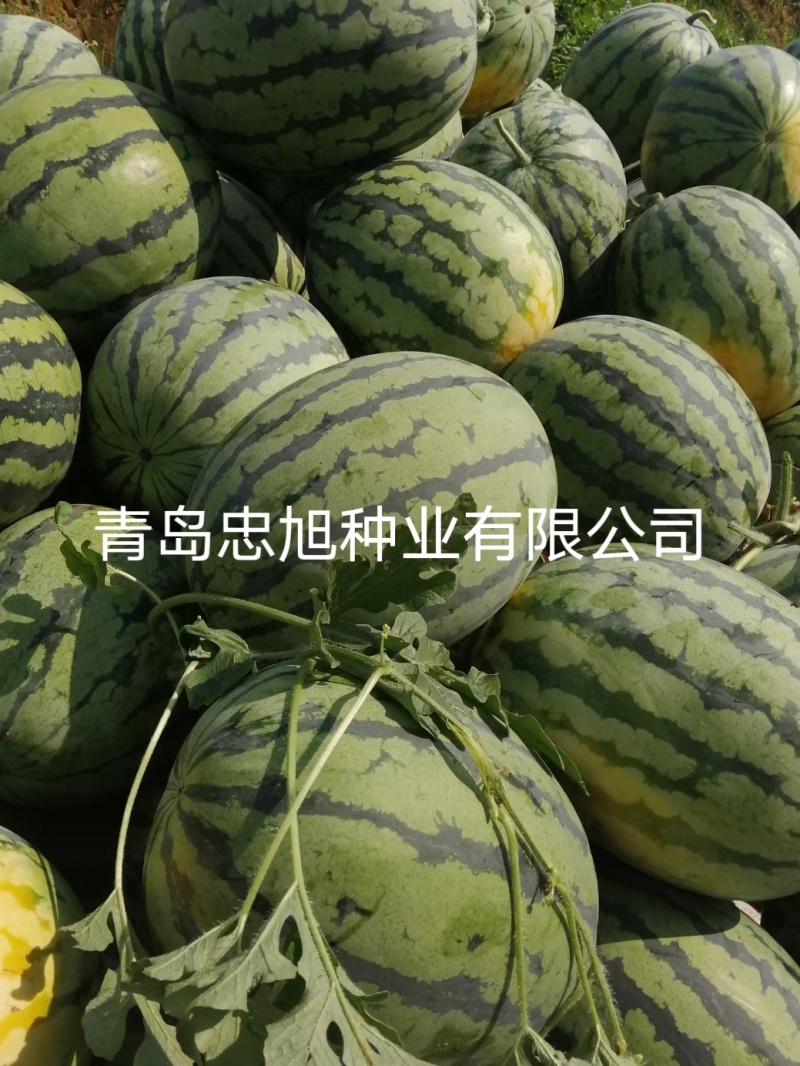 杂交葫芦籽嫁接西瓜专用砧木种子抗病能力强口感好大棚陆地种