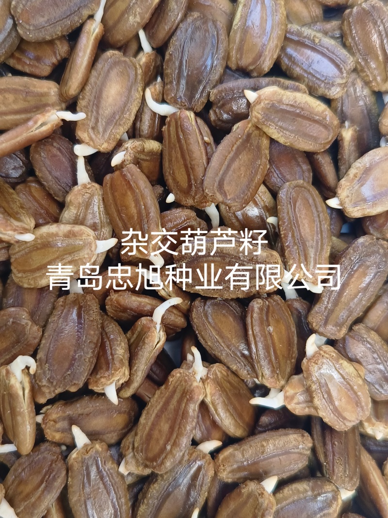 杂交葫芦籽嫁接西瓜专用砧木种子抗病能力强口感好大棚陆地种