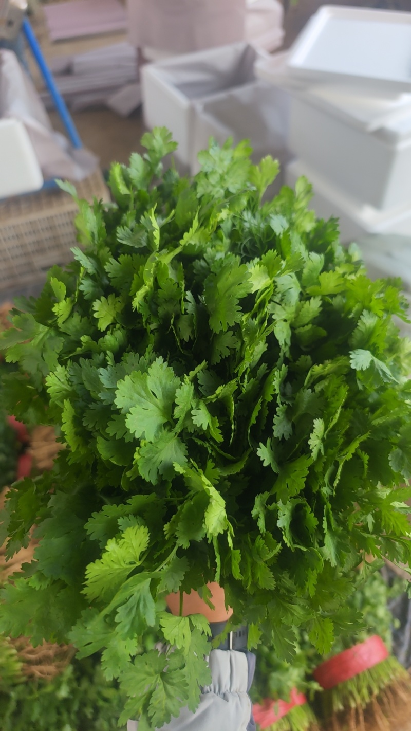 精品香菜