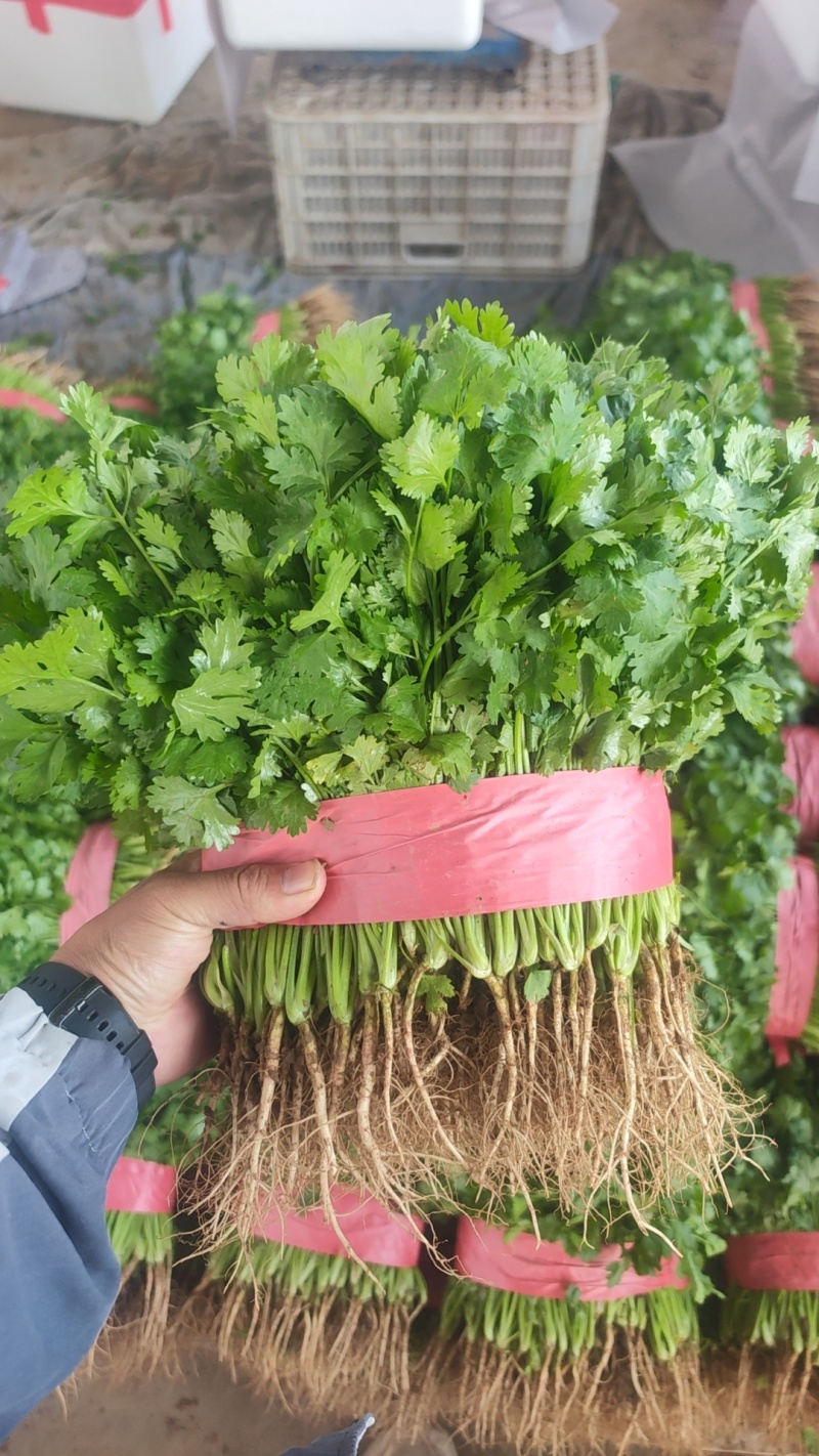精品香菜