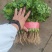 精品香菜