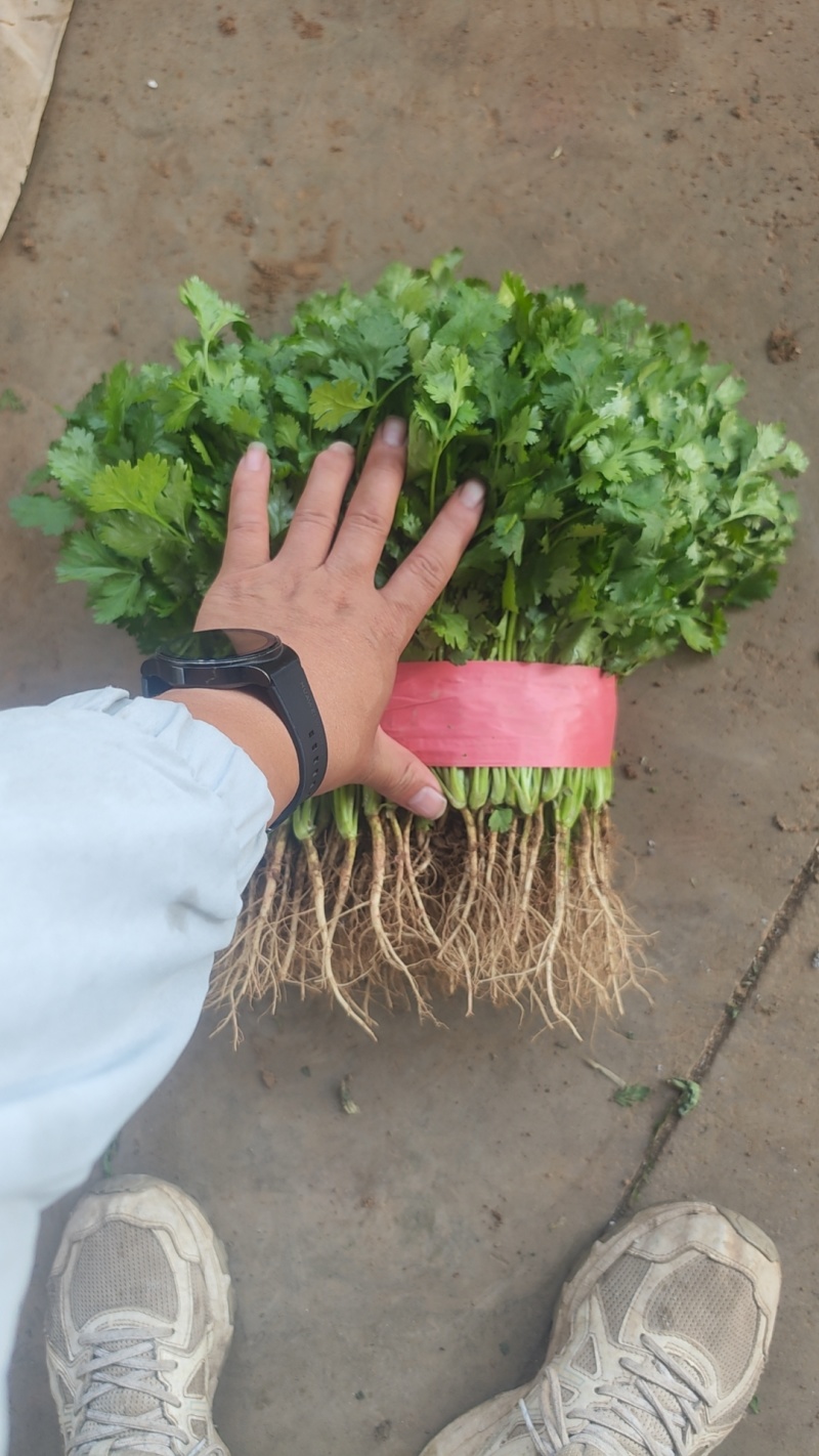 精品香菜