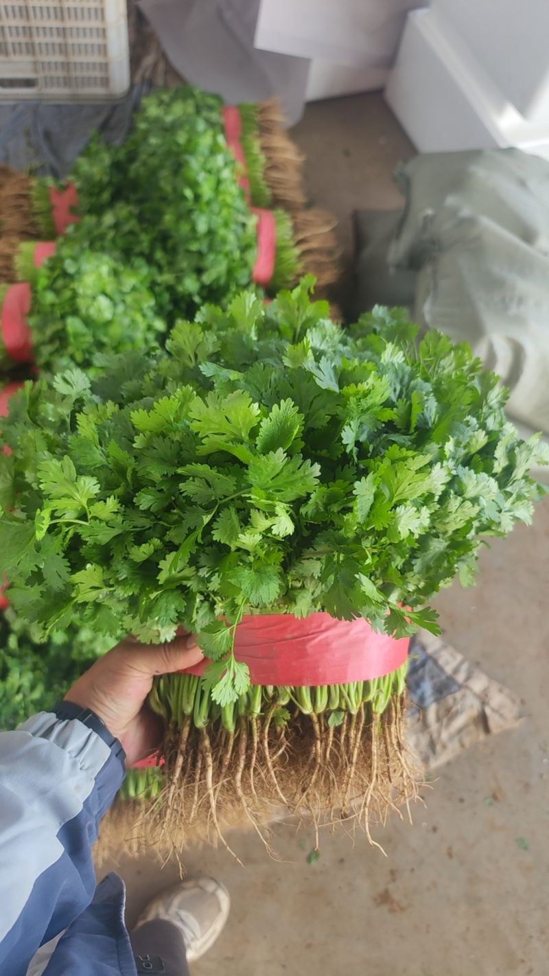 精品香菜