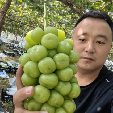 本地阳光大量上市欢迎新老顾客前来采购。