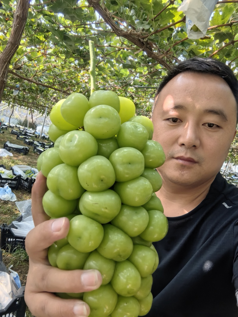 本地阳光大量上市欢迎新老顾客前来采购。
