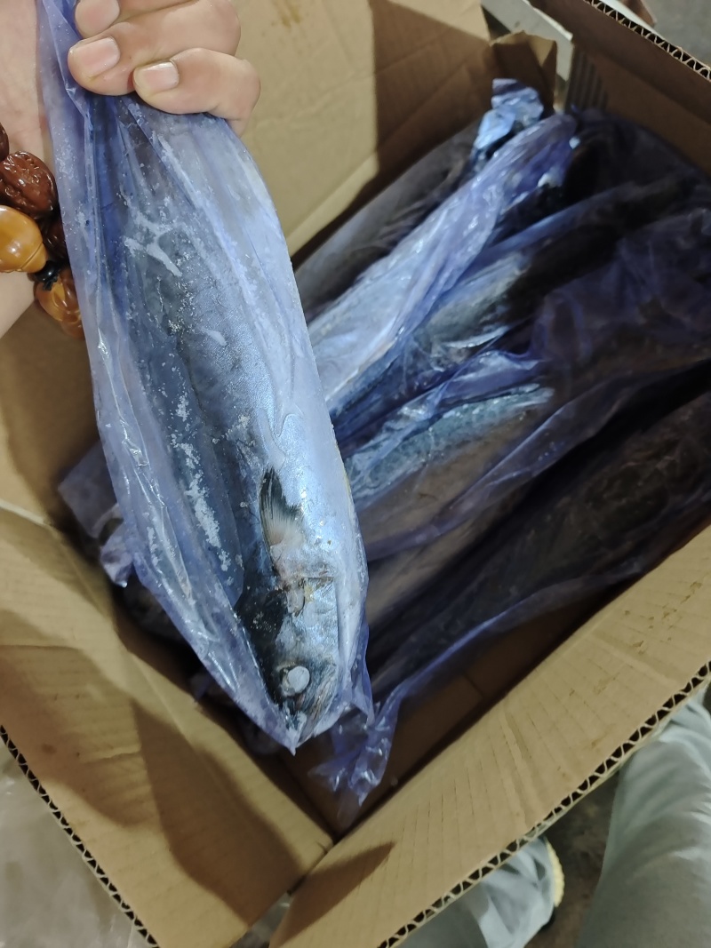 威海单冻陆冻鲅鱼马鲛鱼产地直发一手货源价格美丽