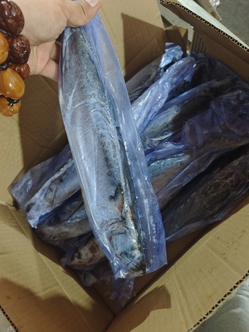 威海单冻陆冻鲅鱼马鲛鱼产地直发一手货源价格美丽