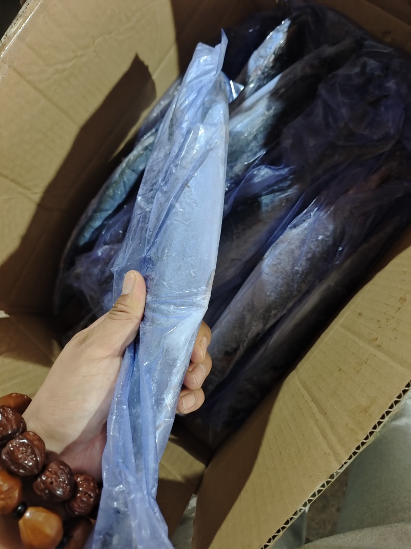 威海单冻陆冻鲅鱼马鲛鱼产地直发一手货源价格美丽