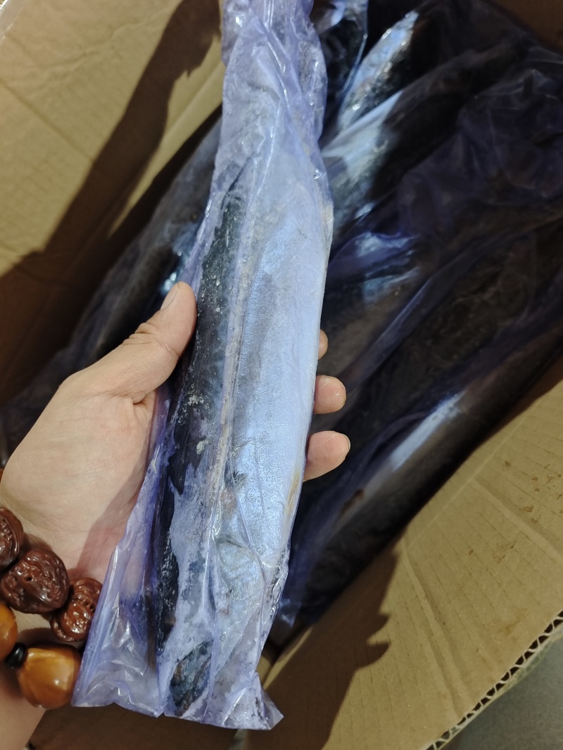 威海单冻陆冻鲅鱼马鲛鱼产地直发一手货源价格美丽