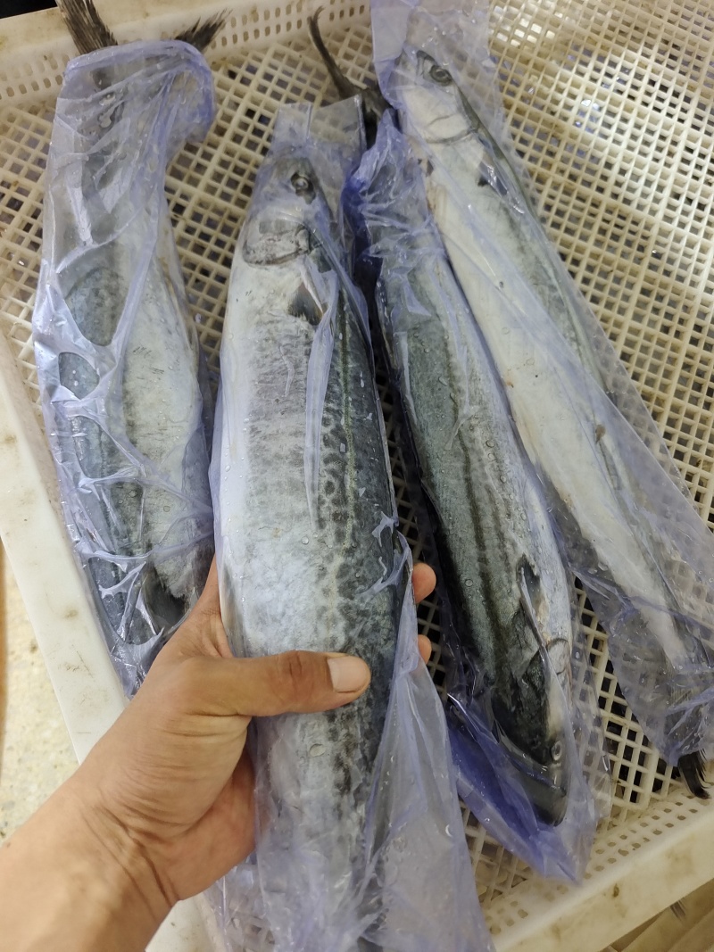 威海单冻陆冻鲅鱼马鲛鱼产地直发一手货源价格美丽