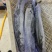 威海单冻陆冻鲅鱼马鲛鱼产地直发一手货源价格美丽