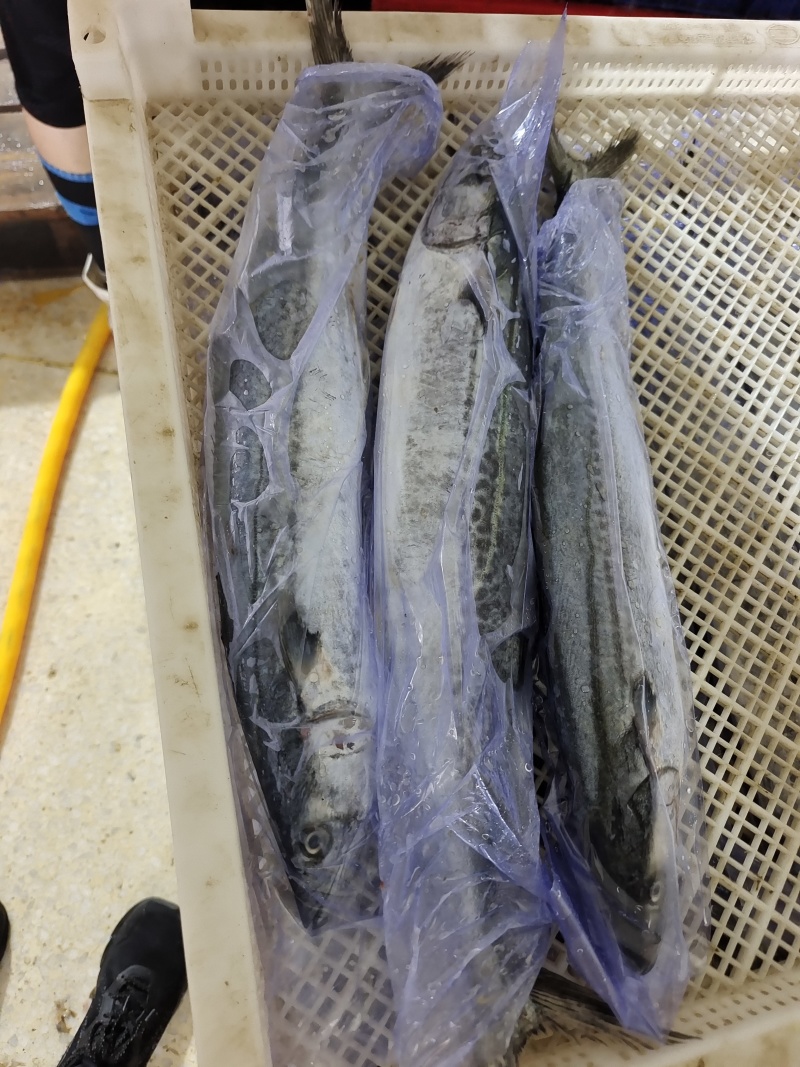 威海单冻陆冻鲅鱼马鲛鱼产地直发一手货源价格美丽