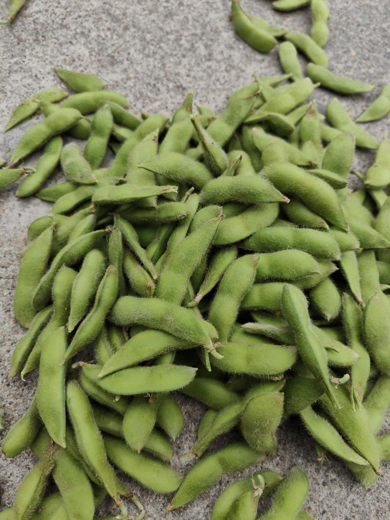 精品九月寒毛豆按件发货保质保量产地一手货源可视频