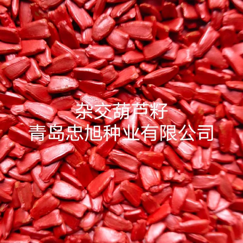 杂交葫芦籽西瓜嫁接专用砧木种子抗病能力强西瓜口感好大棚陆