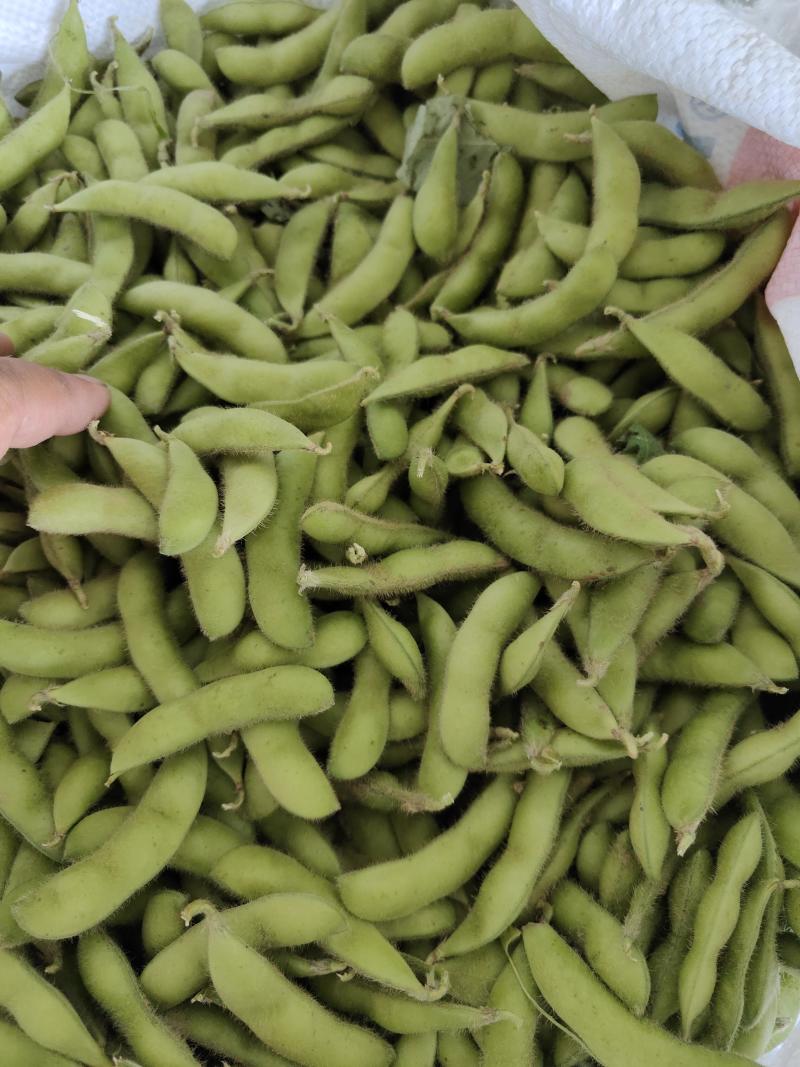精品九月寒毛豆按件发货保质保量产地一手货源可视频