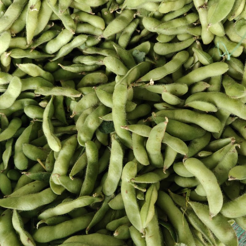 精品九月寒毛豆按件发货保质保量产地一手货源可视频