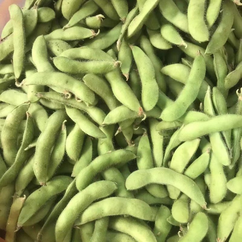 精品九月寒毛豆按件发货保质保量产地一手货源可视频