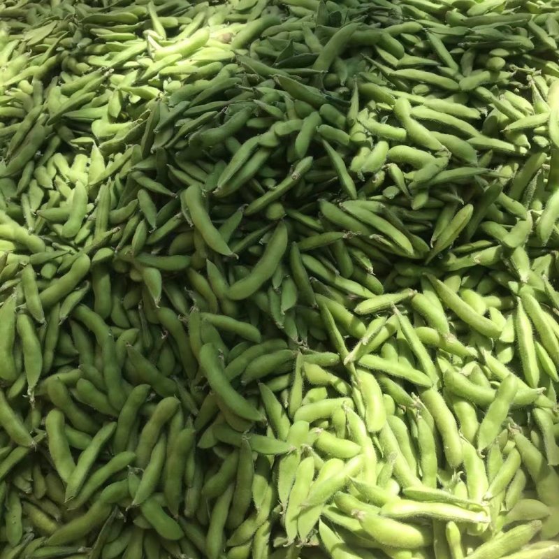精品九月寒毛豆按件发货保质保量产地一手货源可视频