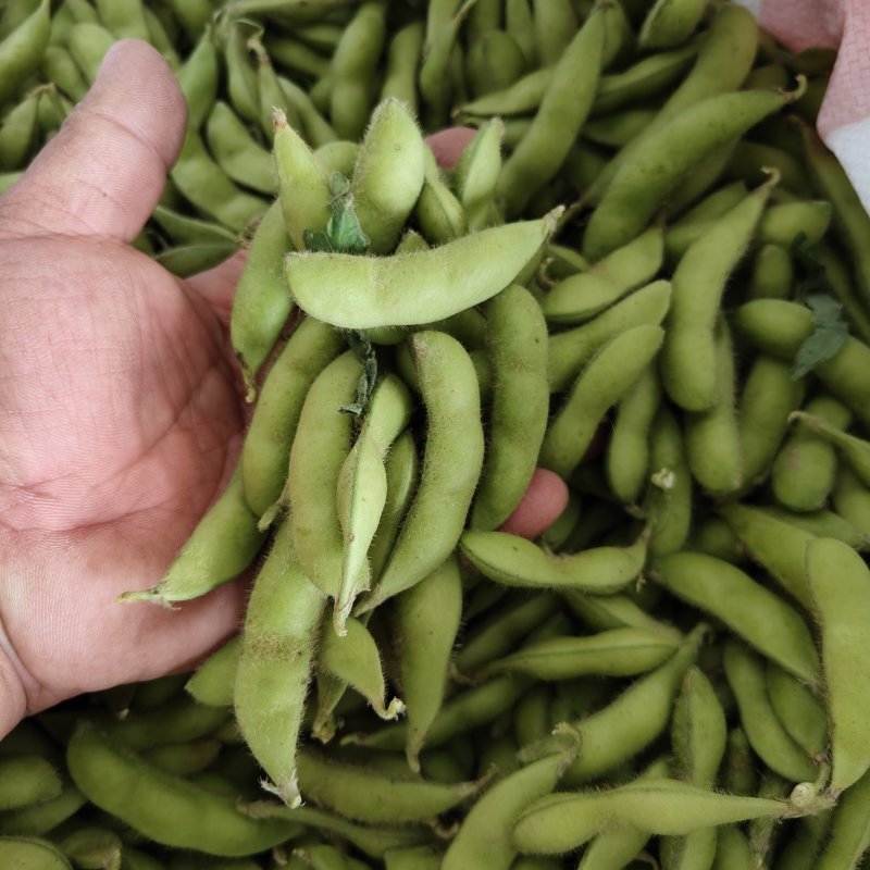 精品九月寒毛豆按件发货保质保量产地一手货源可视频