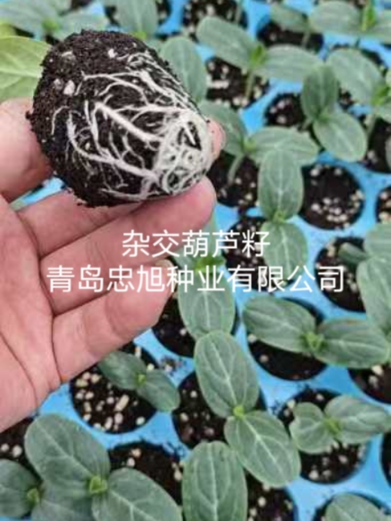 杂交葫芦籽西瓜嫁接专用砧木种子抗病能力强西瓜口感好大棚陆