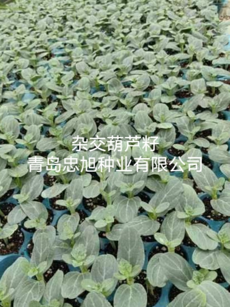 杂交葫芦籽西瓜嫁接专用砧木种子抗病能力强西瓜口感好大棚陆