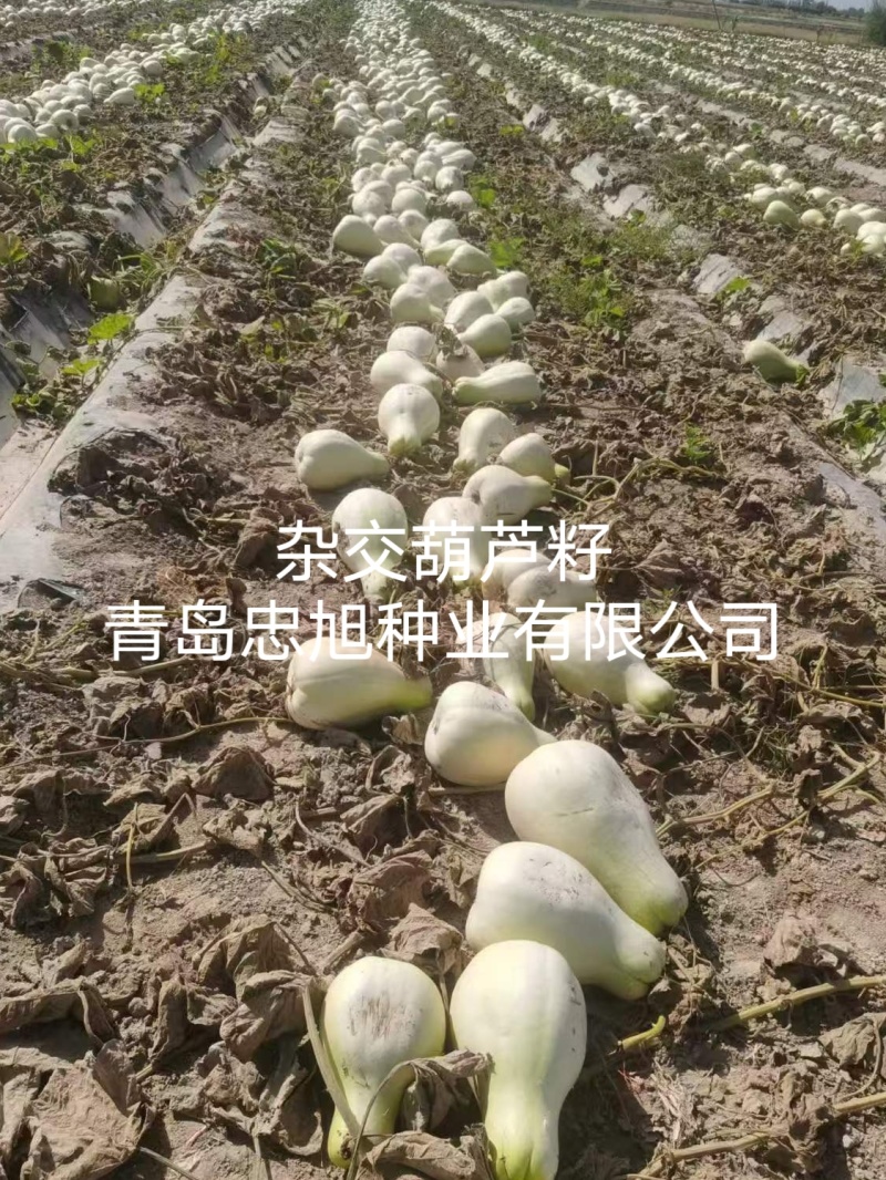 杂交葫芦籽西瓜嫁接专用砧木种子抗病能力强西瓜口感好大棚陆