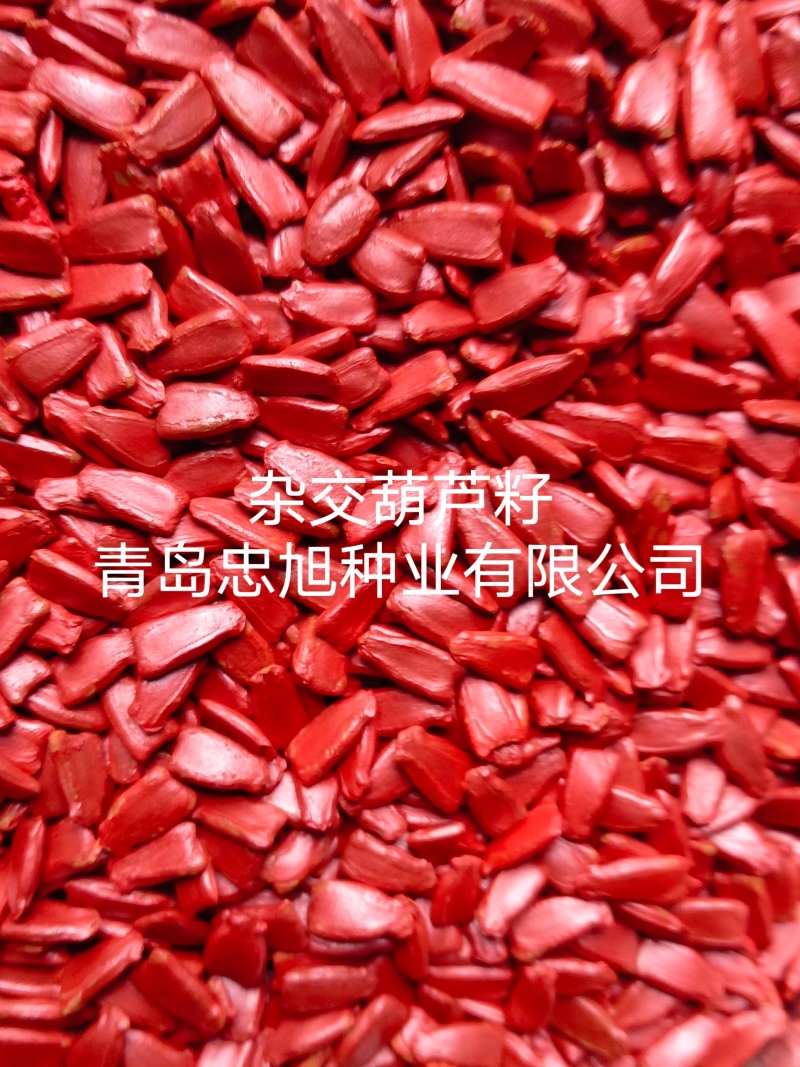 杂交葫芦籽西瓜嫁接专用砧木种子抗病能力强西瓜口感好大棚陆