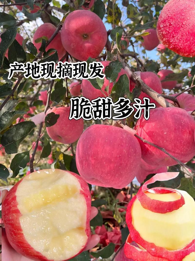 苹果产地红富士苹果产地批发口感脆甜货源充足