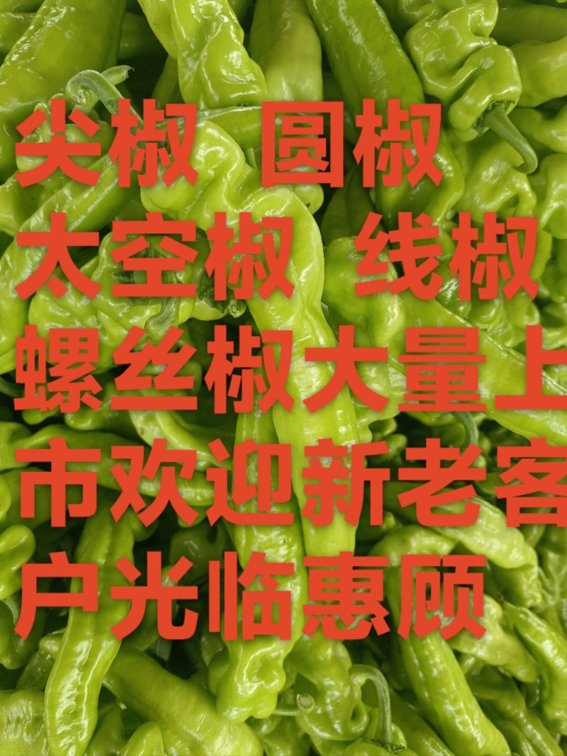 黄皮尖椒产地直发